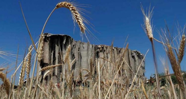 wheat-port-liban