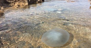 jellyfish