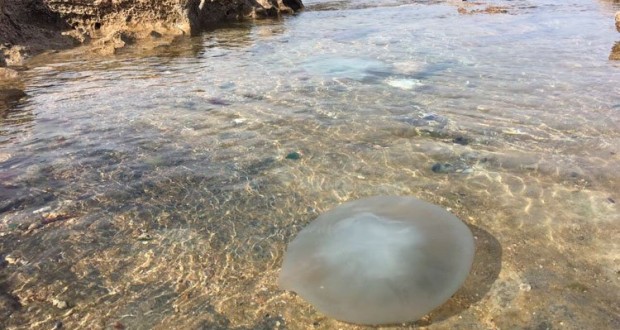 jellyfish