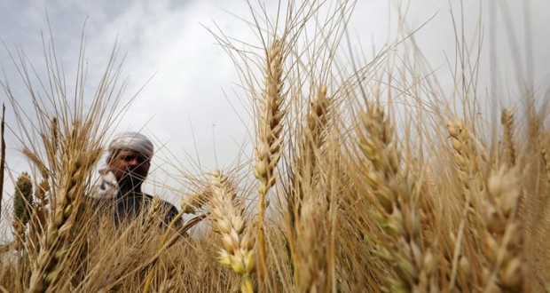 wheat