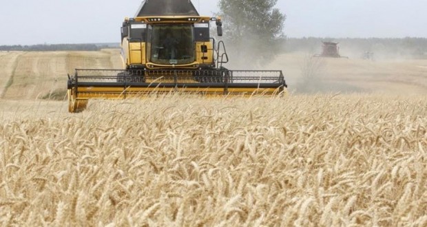 wheat(1)