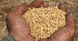 wheat(2)