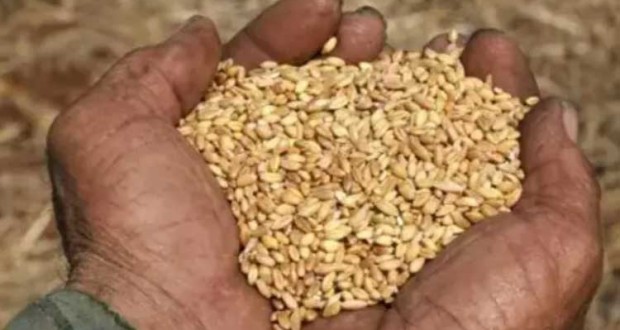 wheat(2)
